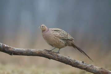 Common pheasant Phasianus colchius Ring-necked pheasant in natural habitat, grassland in early winter