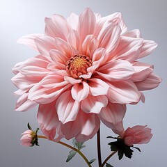 Pink Flower , Hd , On White Background 