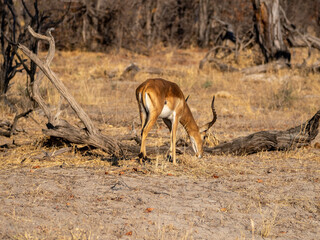 Impala