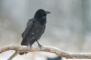 Bird beautiful raven Corvus corax North Poland Europe