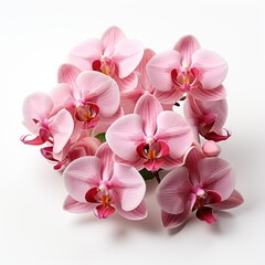 Pink Orchid Flowers, Hd , On White Background 