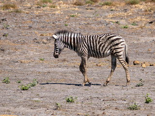 Obraz premium Zebra