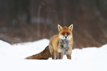 Red Fox Vulpes vulpes in natural habitat, Poland Europe, animal walking among meadow in amazing...