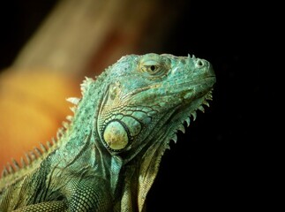 iguana in the zoo