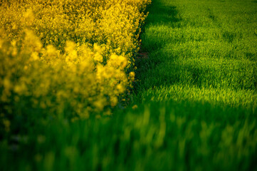 A Symphony of Colors: Rapeseed and Wheat Fields in Spring – Beautiful Agricultural Landscape