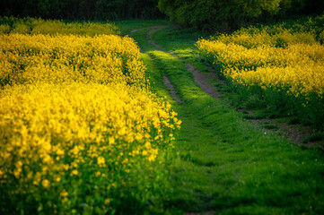 Spring's Bounty: Yellow Rapeseed and Green Wheat Fields – Beautiful Agricultural Landscape