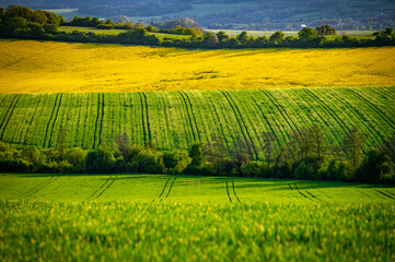 Vibrant Spring Flowers in the Heart of the Beautiful Agricultural Landscape