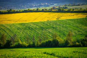 Vibrant Spring Fields: Yellow Rapeseed and Green Wheat Under a Blue Sky – Beautiful Agricultural Landscape