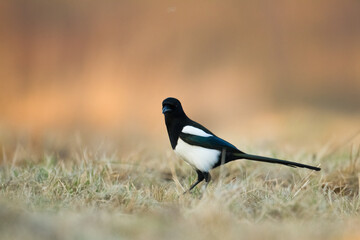 The Eurasian Magpie or Common Magpie or Pica pica on the branch with colorful background, winter...