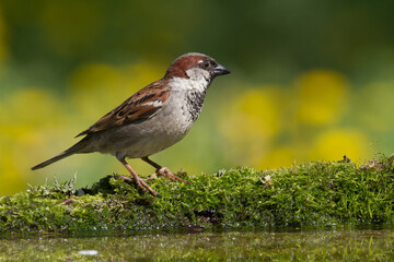 Bird - House sparrow Passer domesticus sitting on the branch