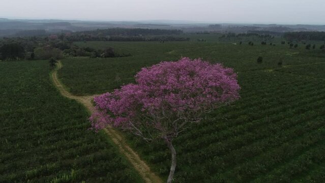 A magnificent and enormous pink lapacho tree