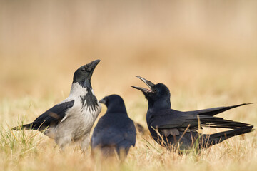 Bird - Hooded crow Corvus cornix in amazing blurred background Poland Europe