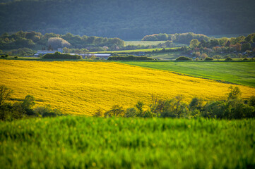 A Stunning Spring Bloom Amidst Fields of Yellow Rapeseed and Green Wheat