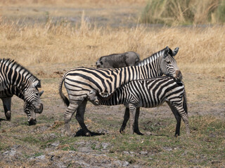 Zebra