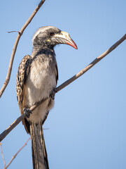 Hornvogel