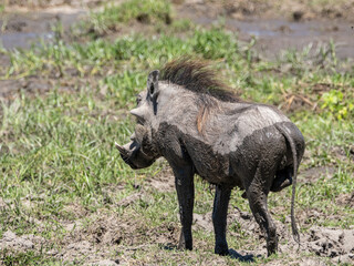 Fototapeta premium Warzenschwein