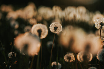 A Field of Wishes: Dandelions in the Evening's Graceful Glow
