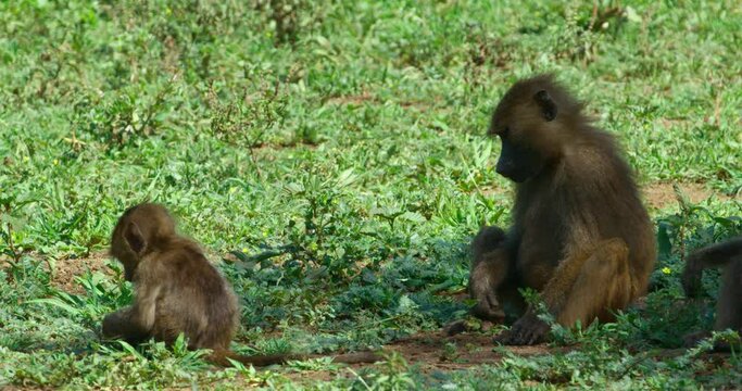 A family of baboon monkeys eating grass in the shadow in Tanzania.
