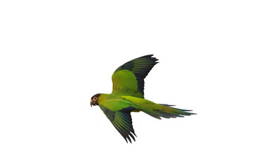 Beautiful flying Nandy parakeet isolated on transparent background png file