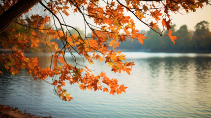 Naklejka na ściany i meble orange leaves in autumn with blurry background