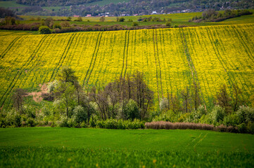 Rural Serenity: Spring Blossoms in the Agricultural Landscape. A Flourish of Spring: Rapeseed and Wheat Fields Blossoming with Flowers under the Vast Blue Skies of a Rural Agricultural Landscape
