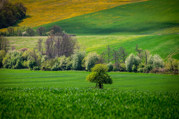 A Breath of Spring: Rapeseed and Wheat Fields Abloom