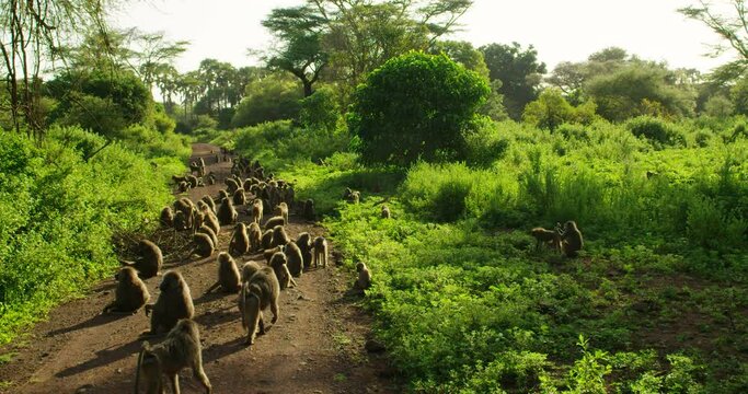 A Tanzanian landscape of trees, monkeys, bushes, and an earthy road.