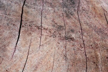 Texture Photo The wood grain has many lines of cracks.