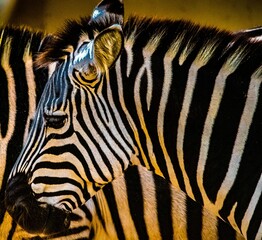 the two zebras have black stripes on their faces and are standing close to each