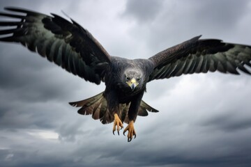 Fototapeta premium falcon diving for prey against a cloudy sky