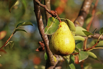 A beautiful ripe pear on the tree.