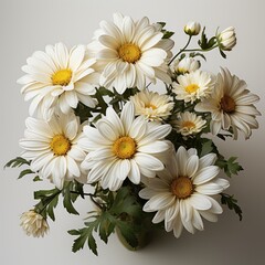 Fototapeta premium Top View White Daisies, Hd , On White Background 