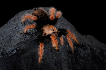 Brachypelma boehmei also known as the Mexican Fireleg, or the Mexican Rustleg Tarantula is a tarantula native to Mexico.