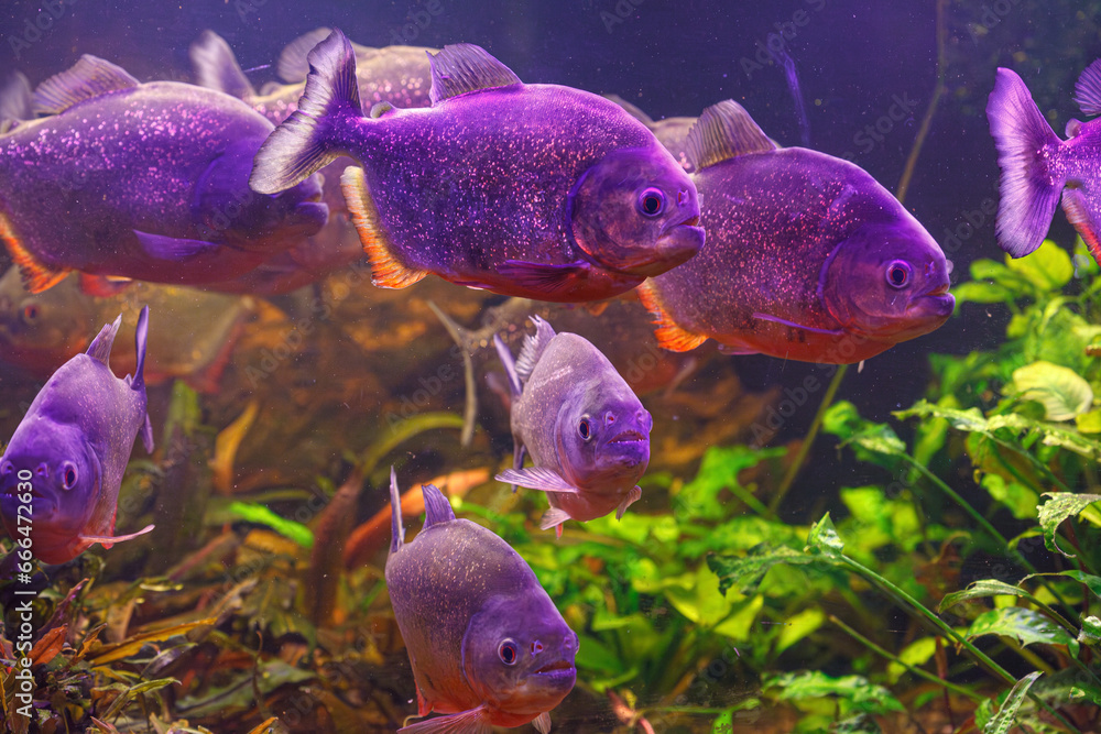 Wall mural underwater photography of fish pygocentrus nattereri