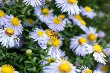 Fototapeta premium Beautiful lilac flowers with a wasp