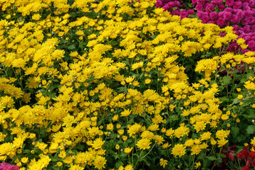 Beautiful chrysanthemum bushes yellow, red, white, pink, red colors