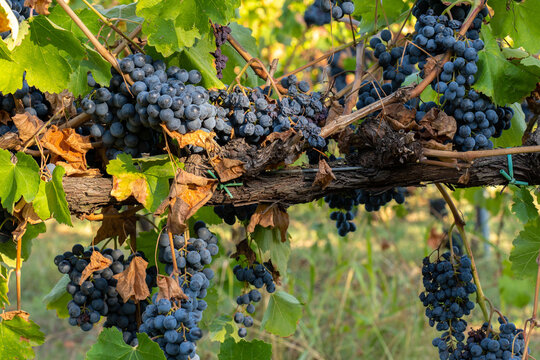 Cavernet Sauvignon grapes in the vineyard on a sunny day.