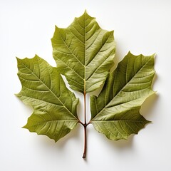 Wood Leaf, Hd , On White Background 