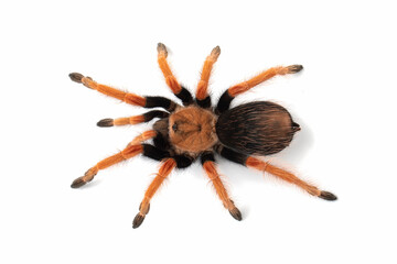 Brachypelma boehmei also known as the Mexican Fireleg, or the Mexican Rustleg Tarantula is a tarantula native to Mexico.