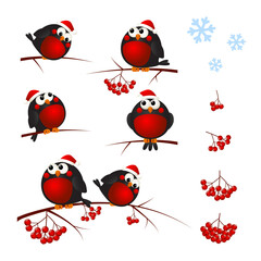 Set of cartoon bullfinches wearing Santa hats with rowan branch and berries isolated on white - cute birds for winter Christmas design
