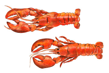 Watercolor seafood illustration, red lobster isolated on white background. Hand drawn illustration in realistic style