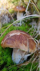 White autumn mushrooms grow in the grass in the forest