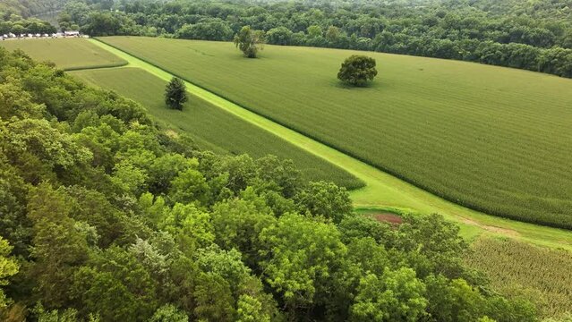 vibrant green Kentucky bluegrass farmland with large trees by the Kentucky River AERIAL DOLLY TILT UP