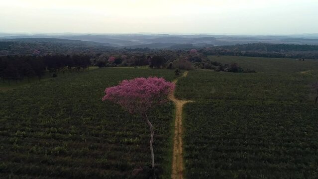Solitary pink lapacho tree standing alone in the midst of a plantation at dawn, capturing the serene and enchanting ambiance of the early morning in the South American countryside.