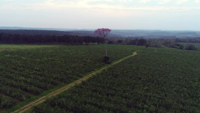 Panoramic view of a yerba mate plantation with a magnificent solitary pink lapacho tree at its center