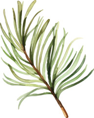 Fototapeta na wymiar Childishly drawn cute watercolor Christmas pine cones on white background