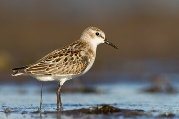 Bird Calidris minuta Little Stint small migratory bird, Poland Europe