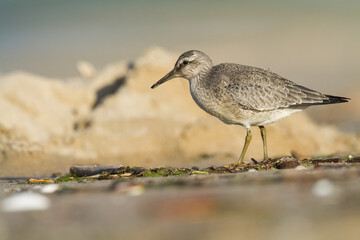 Shorebird - juvenile Calidris canutus, Red Knot on the Baltic Sea shore, migratory bird Poland Europe	
