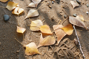Autumn leaves on the sand in the park, close-up