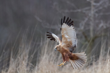 Flying Birds of prey Marsh harrier Circus aeruginosus, hunting time Poland Europe